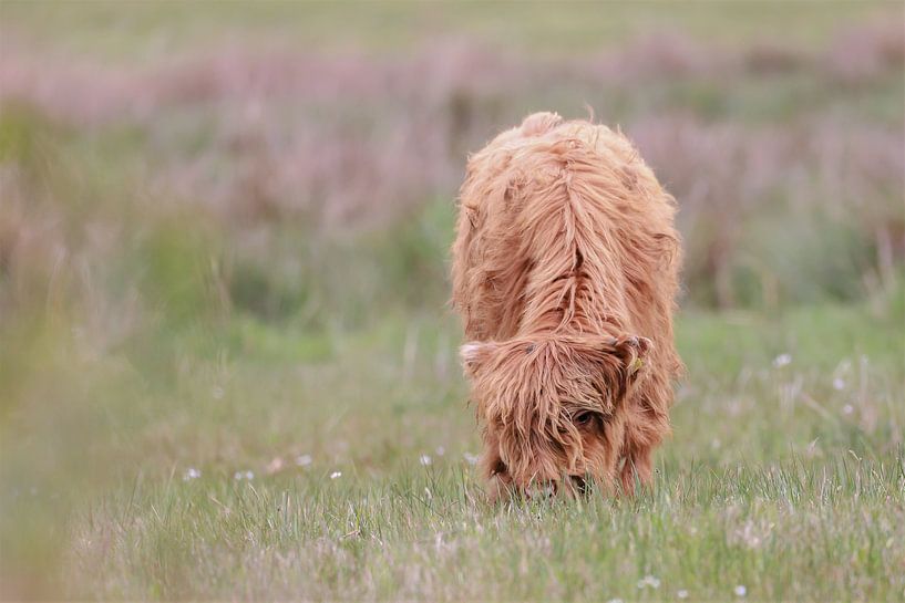 Scottish Highlander Calf by Karin van Rooijen Fotografie