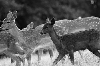 Fallow Deer Black - White