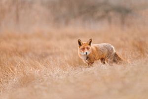 un renard dans les roseaux
