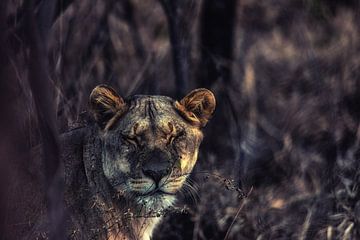 Une lionne africaine sur Aad Clemens