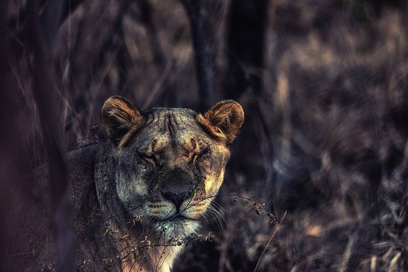 Close up of a Lioness in the bush by Aad Clemens