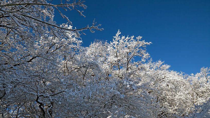 Sneeuw op de takken van Bo Valentino