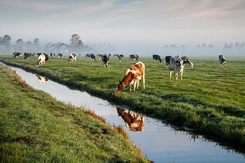 Vaches dans un polder brumeux à l'aube.
