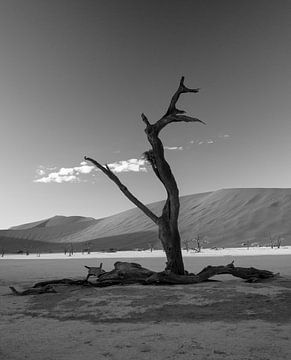 A lonely, barren tree in the Dodevlei by Beeldpracht by Maaike
