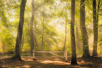 Path in Beech tree forest landscape during a foggy autumn morning