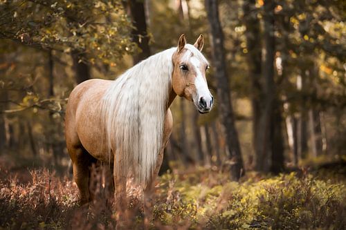 Quarter horse paard in de herfst