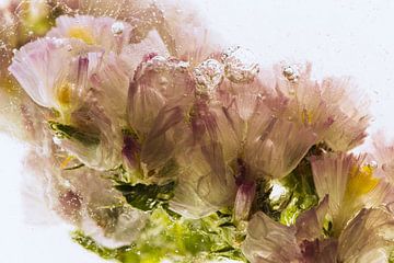 Sea lavender in ice 3