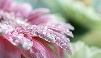 Waterdruppels