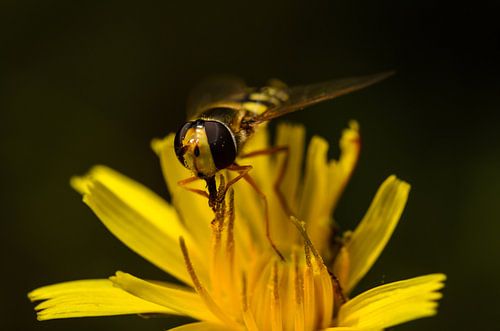 Solitaire zweefvlieg op een gele bloem