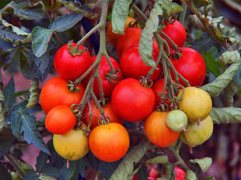 Tomaat druif van Edgar Schermaul