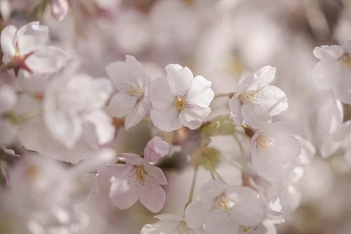Fleur sur Marjolijn Nugteren