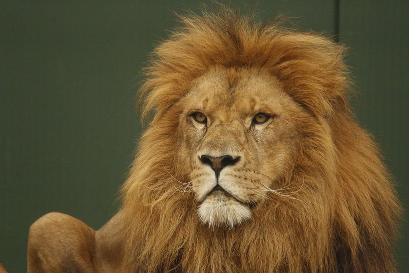 Lion oder Panthera leo von Cora Unk