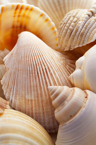 Focus sur la diversité des coquillages