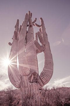 Stoffige woestijn saguaro, Nathan Larson van Wild Apple