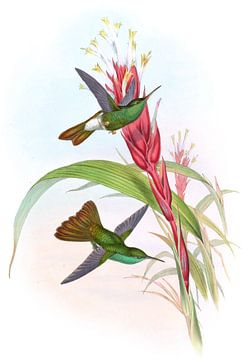 Golden-tailed plumeleteer, John Gould van Hummingbirds