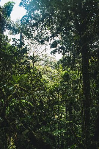 Arenal Hängebrücken – Mistico Park