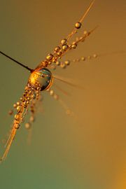 Tropfen auf einen Löwenzahn. von Erik de Rijk