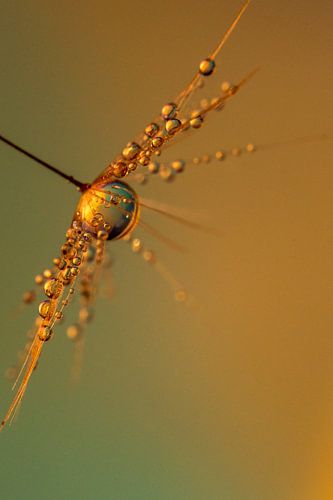 Druppels aan een paardebloem.