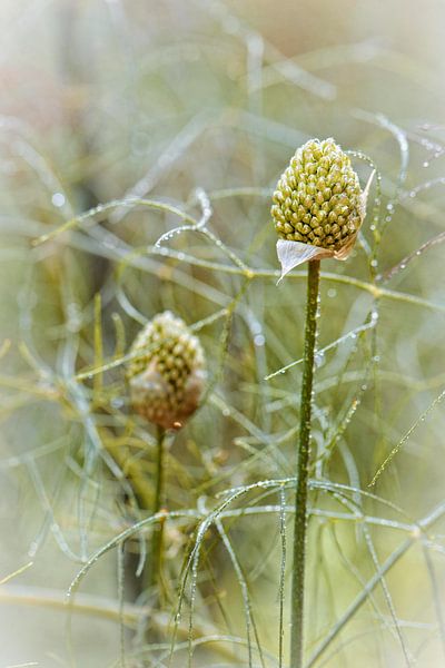 Chives by Rob Boon