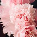 Beautiful Peonies by Michelle Rook thumbnail