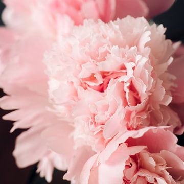 Beautiful Peonies