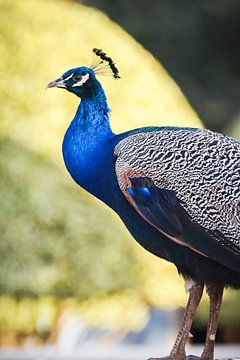 Peacock no. 2 by Adriano Oliveira