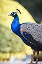 Peacock no. 2 by Adriano Oliveira thumbnail