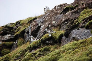 Alpenschneehühner im Hochland von Iceland