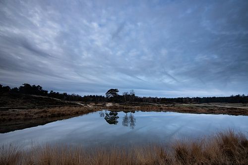 Le domaine du lac forestier Heidestein Bornia !