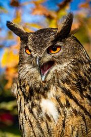 The eagle owl by Roland Brack