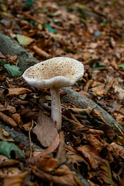 Une forêt d'automne aux douces teintes terreuses sur Minimalistic Travel Photography by.Rieneke