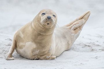 Jonge Grijze Zeehond in Helgoland van Sven Scraeyen