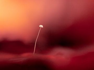 Pareltjes van de herfst van Andrea Hofstra