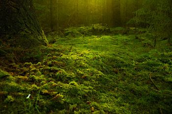 Moos am Boden eines Waldes