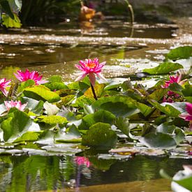 Waterlelies in bloei sur Rob Hermanns Photography