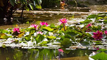 Waterlelies in bloei van Rob Hermanns Photography