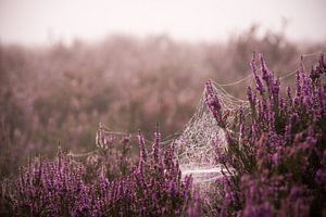 Spinnenweb op de paarse heide van Milou Oomens