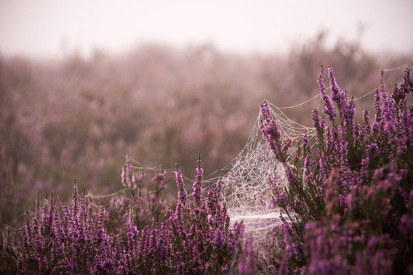 Spinnennetz auf der violetten Heidelandschaft von Milou Oomens