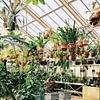 Plantes de la serre botanique sur Diana van Neck Photography
