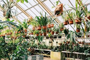 Plantes de la serre botanique