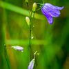 Campanula na de regen van Esther's Photos