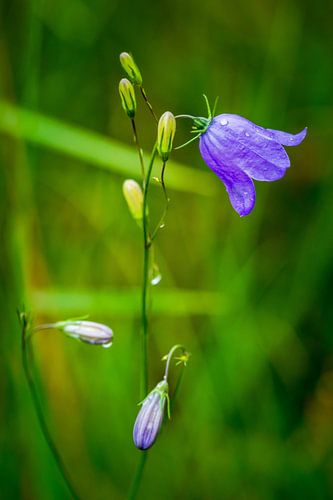 Campanula na de regen