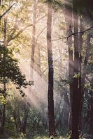 Sunbeams in the fog