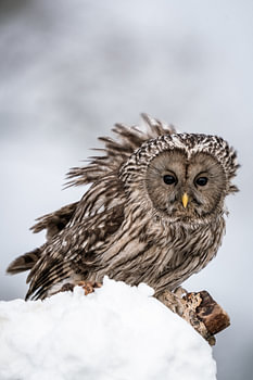 Habichtskauz im Schnee