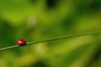 Three dots