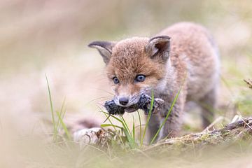 Kleiner Fuchs mit großer Maus von Larissa Rand