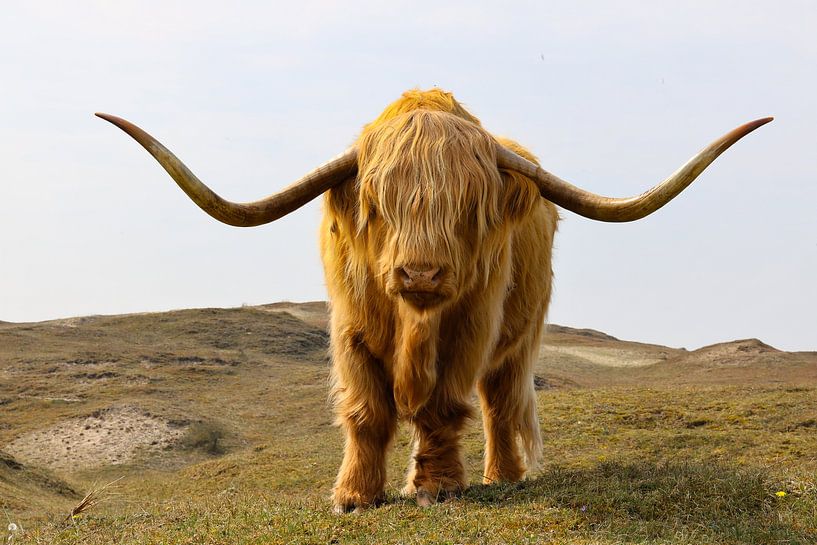 Schottischer Highlander in den Dünen von Marieke Funke