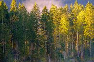 Ontwakend bos van Willem Laros | Reis- en landschapsfotografie thumbnail