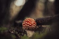 In the dark van Chris Biesheuvel I  Dream Scapes thumbnail