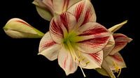 Amarillus